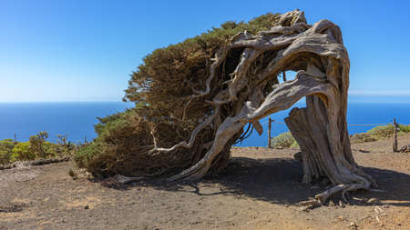 La Sabina on the island of El Hierro. Mandatory visit place on the island of El Hierro. It is a very characteristic tree of the island.の写真素材