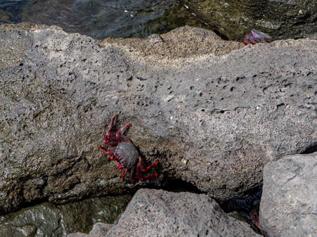 Red crab on a rock. Photo taken in La Restinga, El Hierro.の写真素材