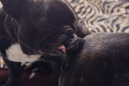 Dog sucks another dog's butt. Dogs are French bulldogs. You can see the dog's tongue.