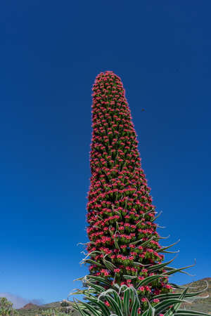 Landscape of the Teide National Park, in Tenerife. You can see the Teide volcano with its 3718 meters high.の写真素材