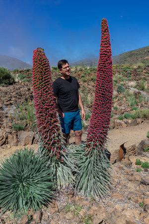 Young tourist man observing a Tajinaste in bloom. This flora can only be observed in the Teide National Park, in Tenerife.の写真素材