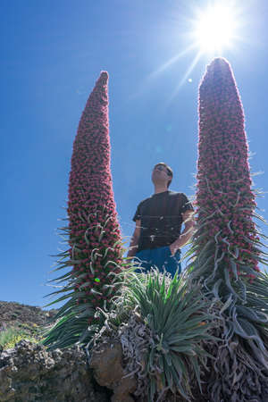 Young tourist man observing a Tajinaste in bloom. This flora can only be observed in the Teide National Park, in Tenerife.の写真素材