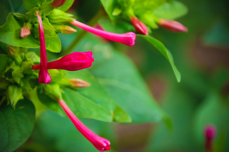 Closeup of the peruvian flower, Mirabilis jalapa, blooming.の写真素材