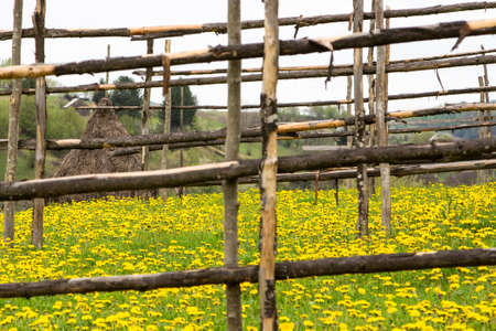 Traditional haystack on a field with flowers and wooden fence in Maramures, Romaniaの写真素材
