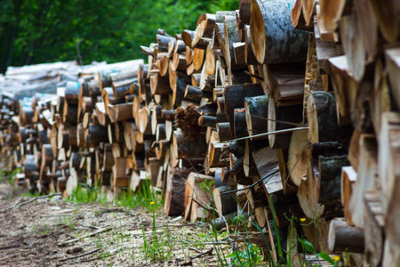 Chopped up wood in a large pile forming a long line. Shallow depth of field.
