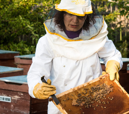 Beekeeper woman cleaning a frame with bees on it.