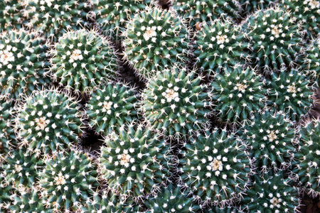 Mammillaria petersonii. The genus Mammillaria is one of the largest in the cactus family...
