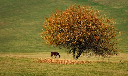 Horse grazing under a solitary tree in autumn.の写真素材