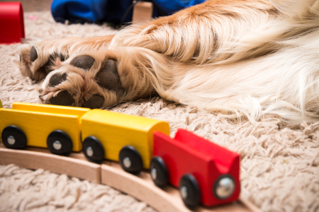 Closeup of the paws of a Golden Retriever near a wooden train for childrenの写真素材