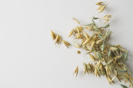 autumn bunch of dry spikelets of oats on a white background top view