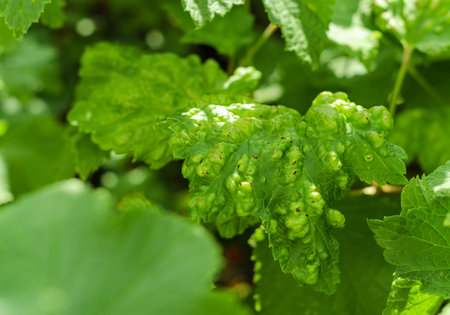 Damaged redcurrant leaves. Disease and parasites spoil green leaves. Currant leaf disease....