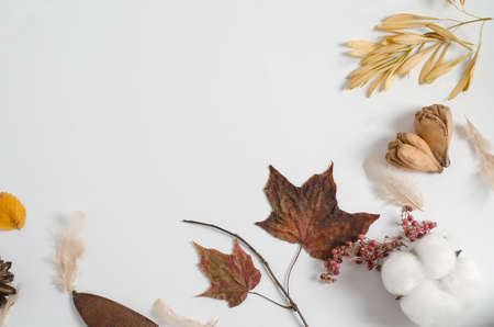 Layout of autumn dry materials of different trees on a white background. Copy space, flat lay, autumn frame conceptの写真素材