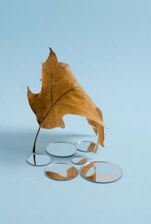 An autumn oak leaf stands on a blue background round mirrors lie with a reflection of parts of an oak leaf, soft selective focus, copy space, vertical imageの写真素材