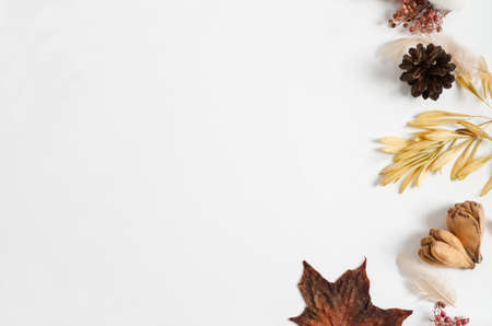 Layout of autumn dry materials of different trees on a white background. Copy space, flat lay, autumn frame conceptの写真素材