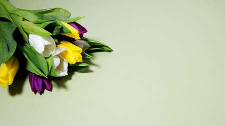 Spring flowers - bouquet of purple, yellow and white tulips on green background with copy space and flat layの写真素材