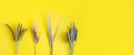 Bunches of dry herbs on a yellow background, banner, flat layout, selective focusの写真素材