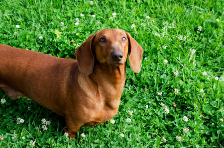 The dog of the chocolate-colored thossa looks cute on topの写真素材