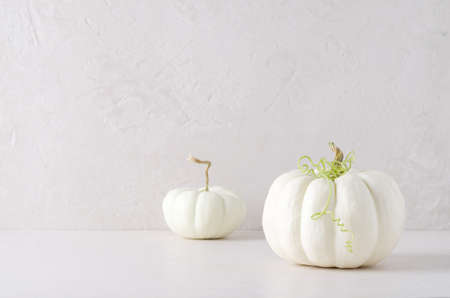 White pumpkins on a beige background, autumn harvest, minimalism, monochrome, copying textの写真素材