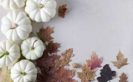 White pumpkins with dry leaves on a beige background, autumn background, empty background show products, copy text, flat layout, selective focusの写真素材