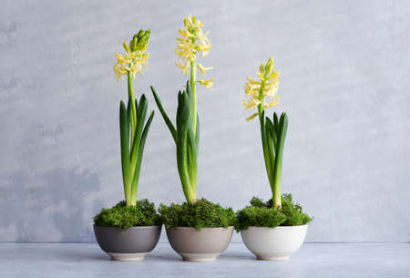 The first spring flowers. Yellow hyacinths in ceramic plates with moss on a concrete background. The concept of natural natureの写真素材