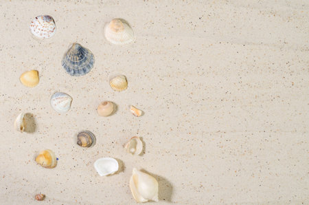Sand with shells. Blank sand background to showcase beauty products, food, recreation, layout,...