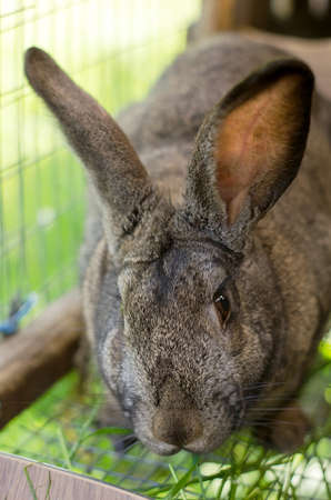 A rabbit in a cage chews grass. Breeding rabbits. Animal husbandry and agriculture, rabbit rearing, selective focusの写真素材