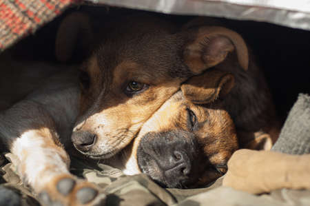 Homeless puppies. Invisible animals of the streets.の写真素材