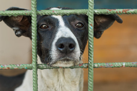 Dog shelter. Sad look of a dog sitting in a cage