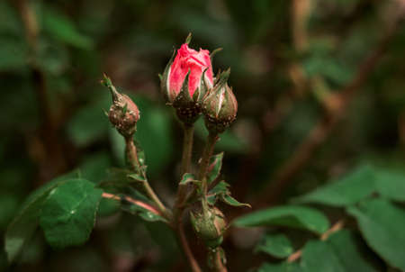 Unopened bud of China rose (Rosa odorata) close upの写真素材