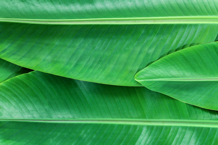 Green nature background made from fresh natural banana leafsの写真素材