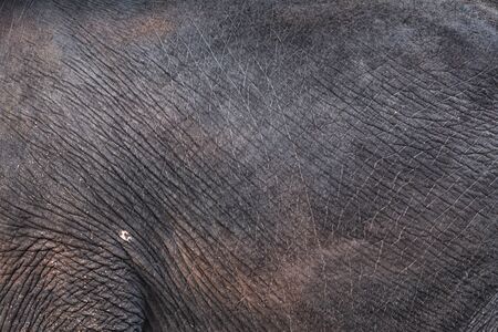 Closeup texture of adult elephant skinの写真素材