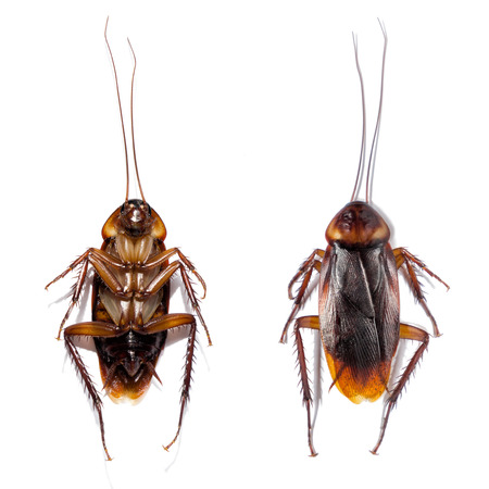 Cockroach close up photo isolated on white backgroundの写真素材