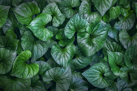 Green tropical plant foliage view from aboveの写真素材