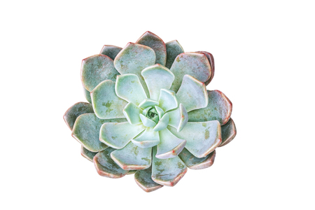 Top view of succulent pot plant isolated on white backgroundの写真素材