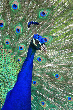 Peacock with open tail