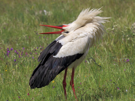 A stork in spring fieldの写真素材
