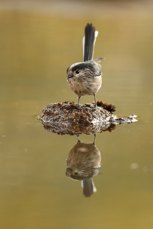 Long-tailed tit or long-tailed bushtit (Aegithalos caudatus) perched on a stone with reflection in the waterの写真素材