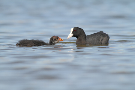 Eurasian coot (Fulica atra) feeding his youngの写真素材