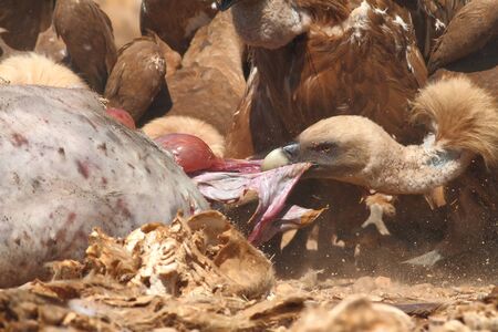 Group of griffon vultures feeding on carrionの写真素材
