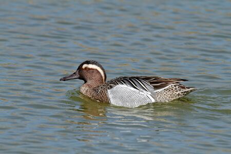 Duck, garganey (Spatula querquedula) anatidaの写真素材
