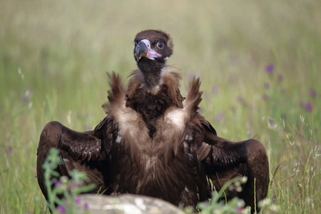Cinereous vulture (Aegypius monachus) perched on grassy ground facing the camera and with semi-open wingsの写真素材