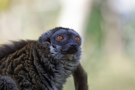Close-up, portrait of a lemur
