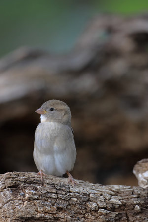A house sparrow (Passer domesticus) female perched on a log and looking leftの写真素材