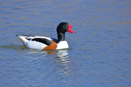 Common shelduck (Tadorna tadorna) swimming