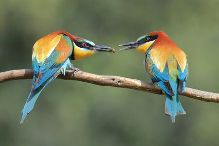 Pair of European bee-eater (Merops apiaster) sharing a beeの写真素材