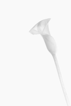 Calla flower in high key and black and white, vertical frame and with space to writeの写真素材