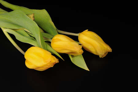 Three yellow tulips on black backgroundの写真素材
