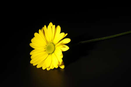 Yellow daisy on black background with space to writeの写真素材