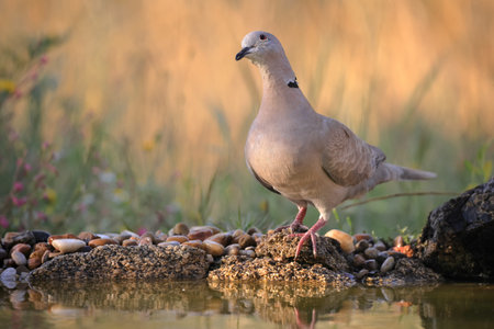 Eurasian collared dove (Streptopelia decaocto) perched on the ground with waterの写真素材