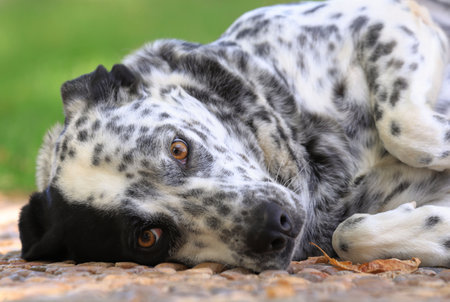 Photography, close-up of a dogの写真素材